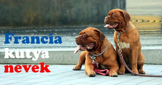 francia kutya nevek