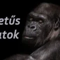 g betűs állatok