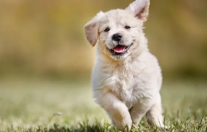golden retriever