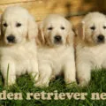 golden retriever nevek