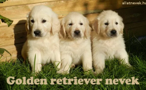 golden retriever nevek