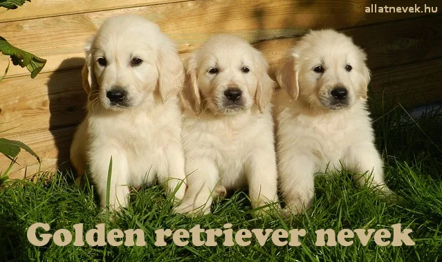 golden retriever nevek