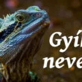 gyík nevek