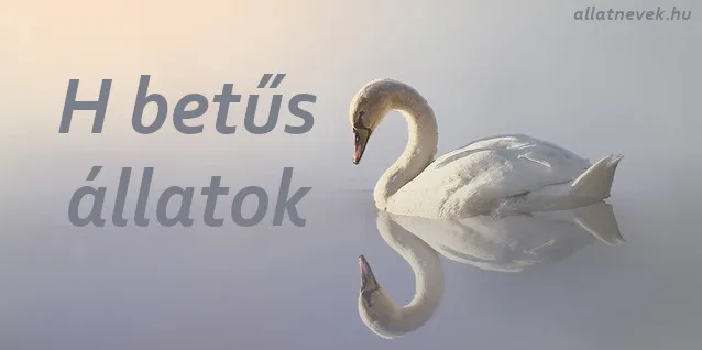 h betűs állatok