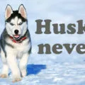 husky nevek