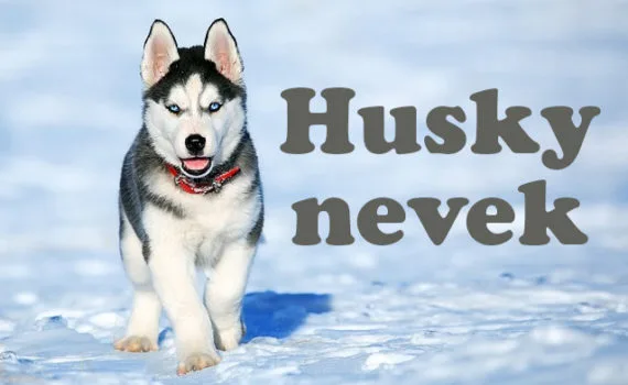 husky nevek