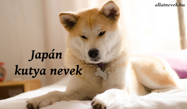 japán kutya nevek