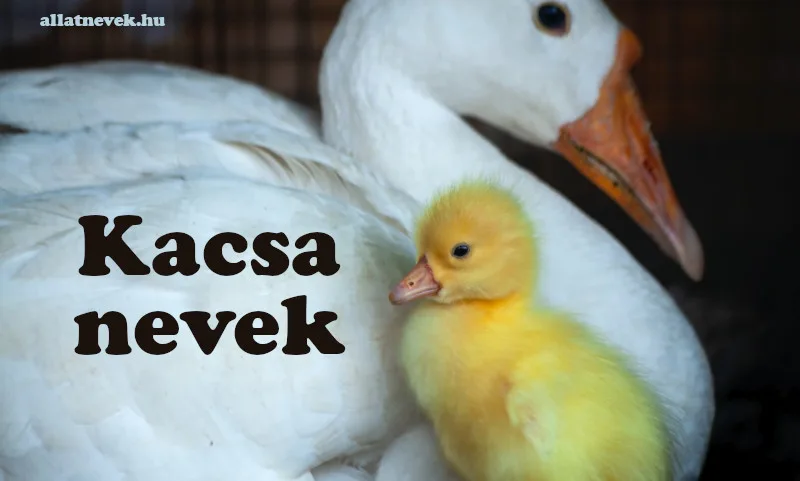 kacsa nevek