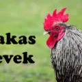 kakas nevek