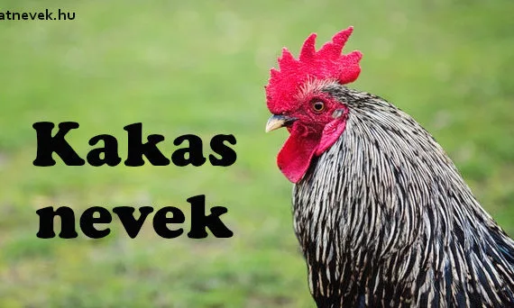 kakas nevek