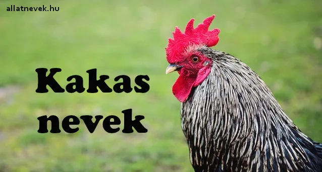 kakas nevek