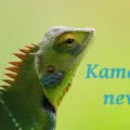 kaméleon nevek