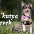 kan kutya nevek
