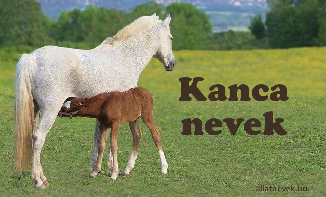 kanca lónevek