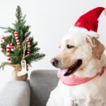 karácsonyi kutyás kép labrador