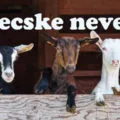 kecske nevek