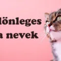 Különleges cica nevek