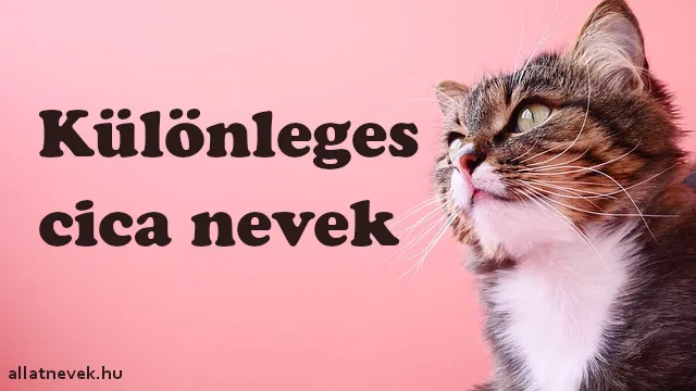 Különleges cica nevek