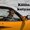 különleges kutyanevek