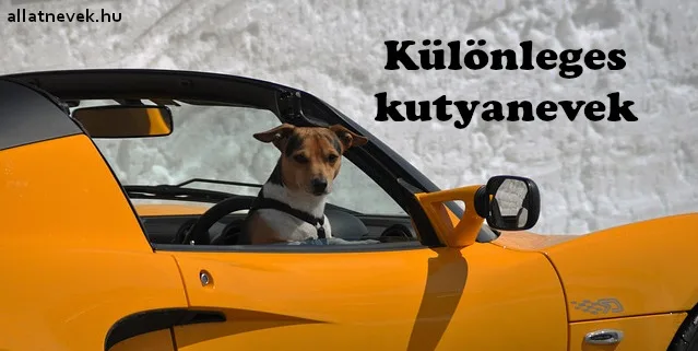különleges kutyanevek
