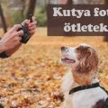 kutya fotó ötletek