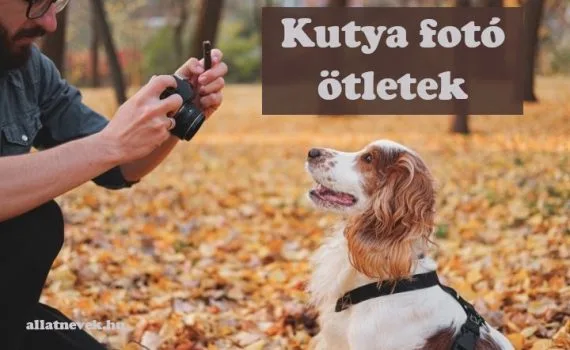 kutya fotó ötletek