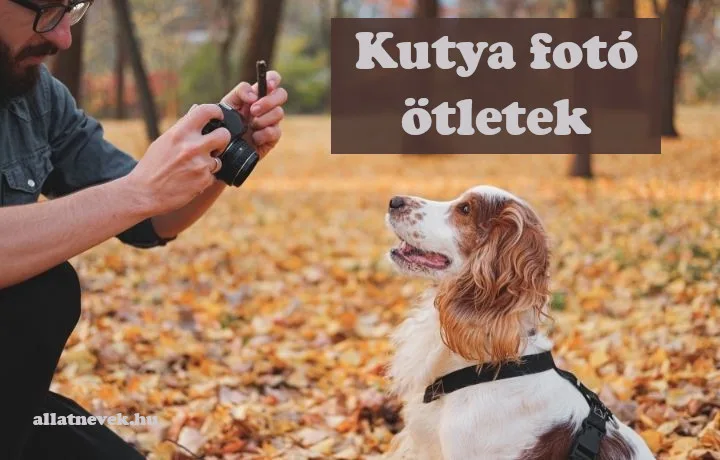 kutya fotó ötletek