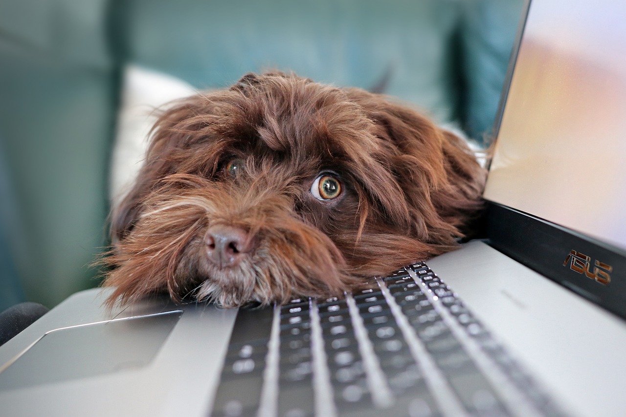 kutya laptoppal