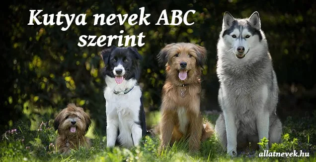 kutya nevek abc szerint