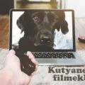 kutyanevek filmekből