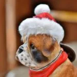 kutyás karácsonyi kép bulldog
