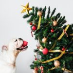 kutyás karácsonyi kép karácsonyfa