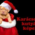 kutyás karácsonyi képek