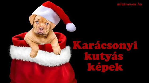kutyás karácsonyi képek