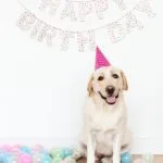 kutyás szülinapi kép labrador