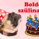 kutyás szülinapi kép tortával, mopsz