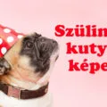 kutyás szülinapi képek