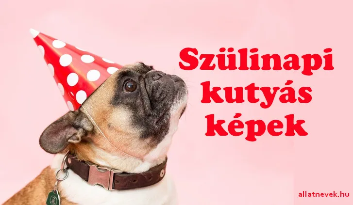 kutyás szülinapi képek