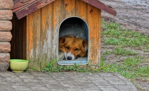 kutyatartás kertben