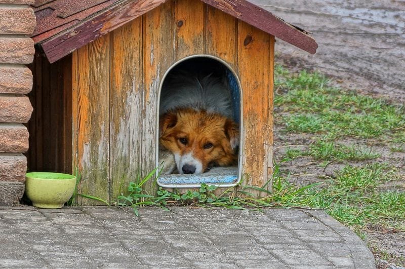 kutyatartás kertben