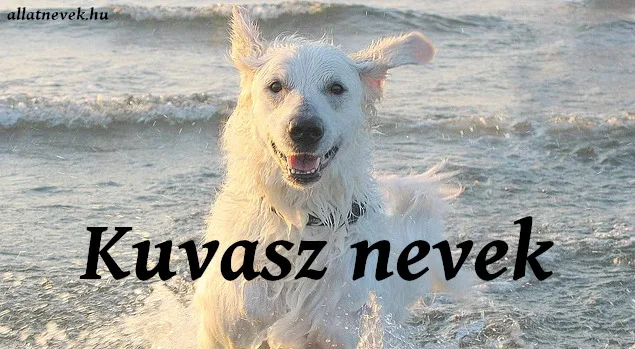 kuvasz nevek