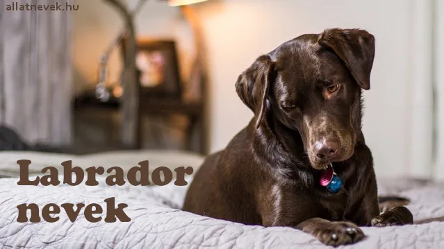 labrador nevek