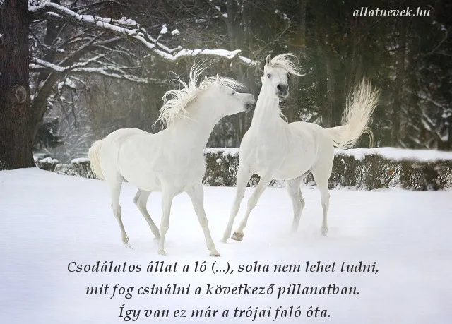 ló idézet, Agatha Christie