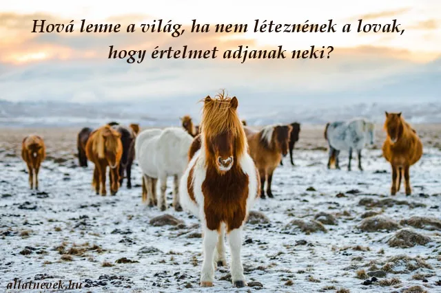 ló idézet értelem