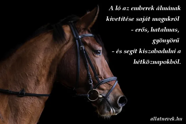 ló idézet, gyönyörű