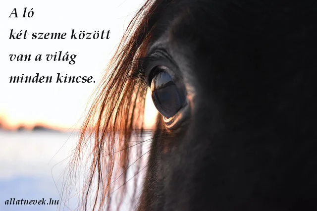 ló idézet, ló szeme között