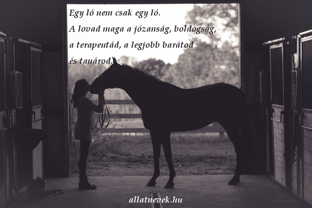 ló, lovas kapcsolat idézet, barátod