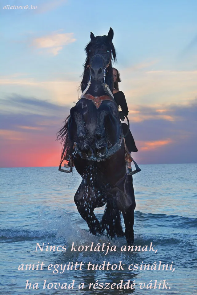 ló lovas kapcsolat idézet, nincs korlát