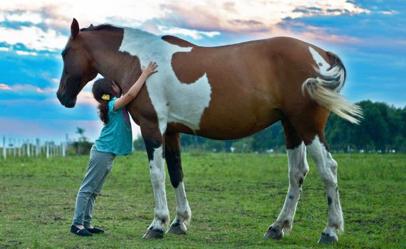 lovas barátság