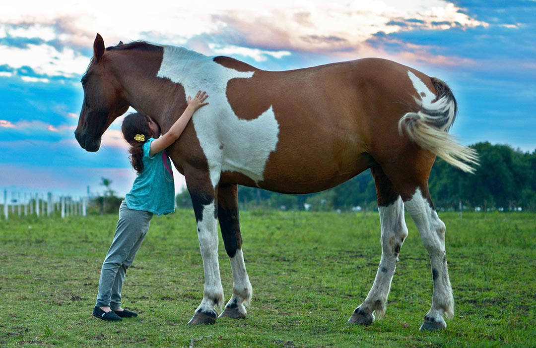 lovas barátság